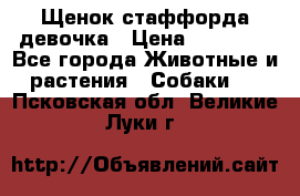 Щенок стаффорда девочка › Цена ­ 20 000 - Все города Животные и растения » Собаки   . Псковская обл.,Великие Луки г.